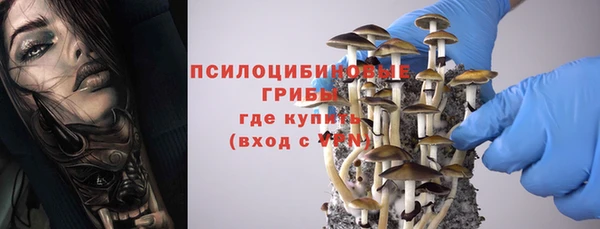 хмурый Белокуриха
